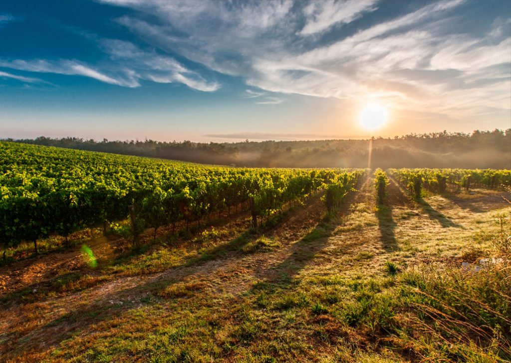 El valle del Carche en Jumilla es un entorno idílico para conocer el vino Carchelo